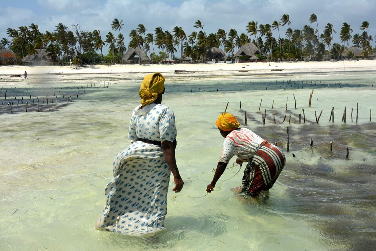 W rytmie przypływów i odpływów oceanu